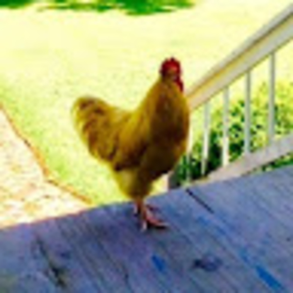 Meet your Posher, Amanda